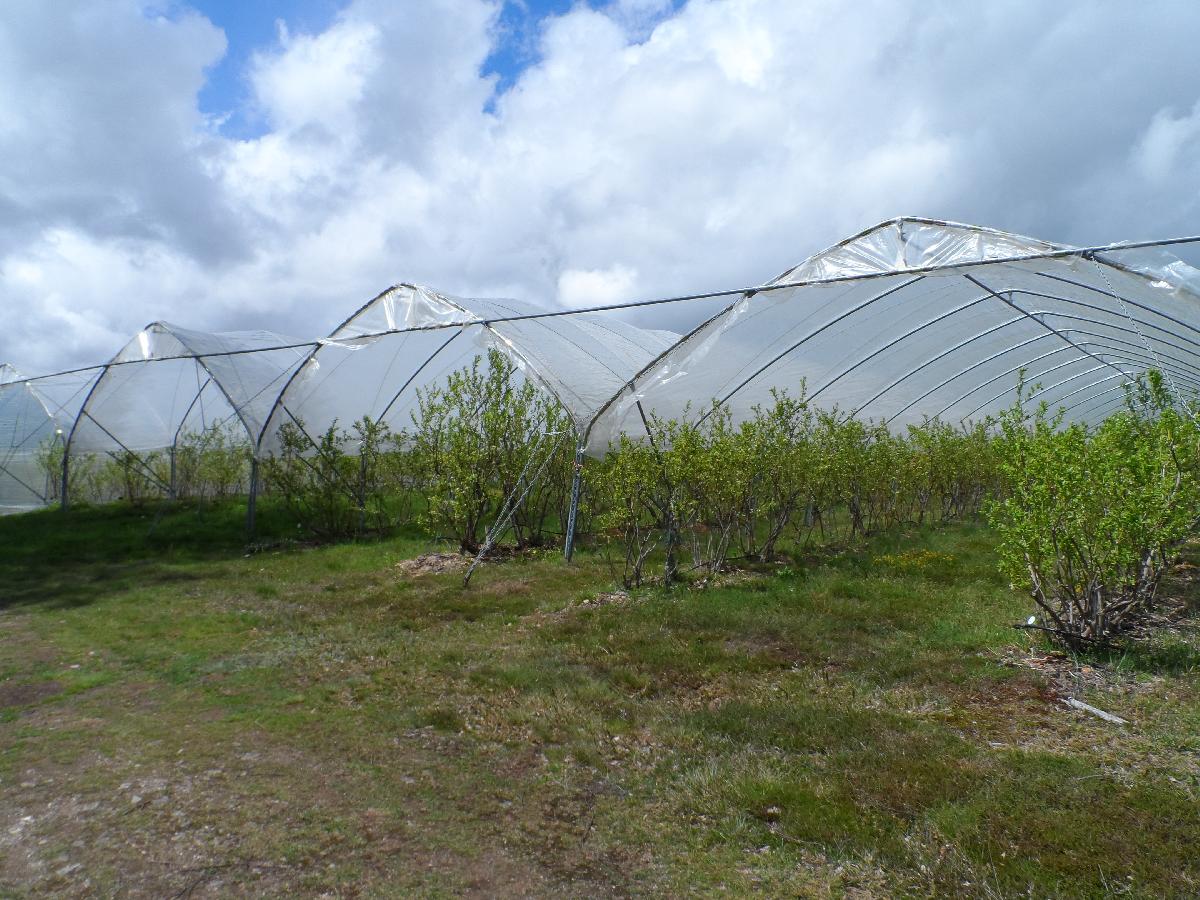 Tunnel aux myrtilles